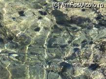 [P42] arici de mare » foto by cristi82d
 - 
<span class="allrVoted glyphicon glyphicon-heart hidden" id="av103890"></span>
<a class="m-l-10 hidden" id="sv103890" onclick="voting_Foto_DelVot(,103890,1166)" role="button">șterge vot <span class="glyphicon glyphicon-remove"></span></a>
<a id="v9103890" class=" c-red"  onclick="voting_Foto_SetVot(103890)" role="button"><span class="glyphicon glyphicon-heart-empty"></span> <b>LIKE</b> = Votează poza</a> <img class="hidden"  id="f103890W9" src="/imagini/loader.gif" border="0" /><span class="AjErrMes hidden" id="e103890ErM"></span>