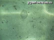 [P124] Un soi de cambulă, camuflată nu prea abil în nisipul de pe fund, lîngă plaja Troulos (poză subacvatică).  » foto by abancor
 - 
<span class="allrVoted glyphicon glyphicon-heart hidden" id="av459554"></span>
<a class="m-l-10 hidden" id="sv459554" onclick="voting_Foto_DelVot(,459554,1166)" role="button">șterge vot <span class="glyphicon glyphicon-remove"></span></a>
<a id="v9459554" class=" c-red"  onclick="voting_Foto_SetVot(459554)" role="button"><span class="glyphicon glyphicon-heart-empty"></span> <b>LIKE</b> = Votează poza</a> <img class="hidden"  id="f459554W9" src="/imagini/loader.gif" border="0" /><span class="AjErrMes hidden" id="e459554ErM"></span>