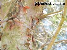[P29] În pădurea de lîngă plaja Mandraki am reuşit să pozez o cicadă, insecta ţîrîitoare naţională grecească.  » foto by abancor
 - 
<span class="allrVoted glyphicon glyphicon-heart hidden" id="av459444"></span>
<a class="m-l-10 hidden" id="sv459444" onclick="voting_Foto_DelVot(,459444,1166)" role="button">șterge vot <span class="glyphicon glyphicon-remove"></span></a>
<a id="v9459444" class=" c-red"  onclick="voting_Foto_SetVot(459444)" role="button"><span class="glyphicon glyphicon-heart-empty"></span> <b>LIKE</b> = Votează poza</a> <img class="hidden"  id="f459444W9" src="/imagini/loader.gif" border="0" /><span class="AjErrMes hidden" id="e459444ErM"></span>