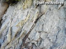 [P37] Rădăcinile şi-au făcut loc pe unde au putut.  » foto by abancor
 - 
<span class="allrVoted glyphicon glyphicon-heart hidden" id="av459453"></span>
<a class="m-l-10 hidden" id="sv459453" onclick="voting_Foto_DelVot(,459453,1166)" role="button">șterge vot <span class="glyphicon glyphicon-remove"></span></a>
<a id="v9459453" class=" c-red"  onclick="voting_Foto_SetVot(459453)" role="button"><span class="glyphicon glyphicon-heart-empty"></span> <b>LIKE</b> = Votează poza</a> <img class="hidden"  id="f459453W9" src="/imagini/loader.gif" border="0" /><span class="AjErrMes hidden" id="e459453ErM"></span>