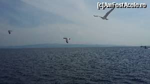 [P106] La întoarcere, pescărușii au înconjurat vasul și ne-au însoțit până aproape de port.  » foto by Cris
 - 
<span class="allrVoted glyphicon glyphicon-heart hidden" id="av627194"></span>
<a class="m-l-10 hidden" id="sv627194" onclick="voting_Foto_DelVot(,627194,1166)" role="button">șterge vot <span class="glyphicon glyphicon-remove"></span></a>
<a id="v9627194" class=" c-red"  onclick="voting_Foto_SetVot(627194)" role="button"><span class="glyphicon glyphicon-heart-empty"></span> <b>LIKE</b> = Votează poza</a> <img class="hidden"  id="f627194W9" src="/imagini/loader.gif" border="0" /><span class="AjErrMes hidden" id="e627194ErM"></span>