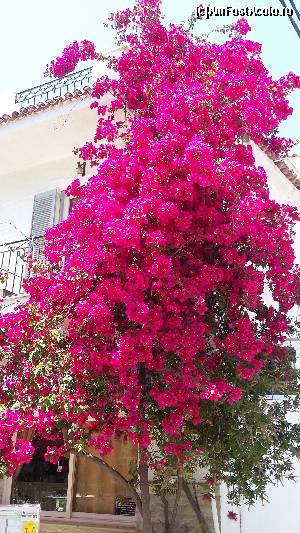 [P55] Bougainvillea în toată splendoarea.  » foto by Cris
 - 
<span class="allrVoted glyphicon glyphicon-heart hidden" id="av627142"></span>
<a class="m-l-10 hidden" id="sv627142" onclick="voting_Foto_DelVot(,627142,1166)" role="button">șterge vot <span class="glyphicon glyphicon-remove"></span></a>
<a id="v9627142" class=" c-red"  onclick="voting_Foto_SetVot(627142)" role="button"><span class="glyphicon glyphicon-heart-empty"></span> <b>LIKE</b> = Votează poza</a> <img class="hidden"  id="f627142W9" src="/imagini/loader.gif" border="0" /><span class="AjErrMes hidden" id="e627142ErM"></span>