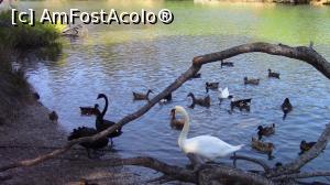 [P52] Lebada alba, lebada neagra, ratuste si gaste in laguna Strouflias.  » foto by ovidiuyepi
 - 
<span class="allrVoted glyphicon glyphicon-heart hidden" id="av847104"></span>
<a class="m-l-10 hidden" id="sv847104" onclick="voting_Foto_DelVot(,847104,1166)" role="button">șterge vot <span class="glyphicon glyphicon-remove"></span></a>
<a id="v9847104" class=" c-red"  onclick="voting_Foto_SetVot(847104)" role="button"><span class="glyphicon glyphicon-heart-empty"></span> <b>LIKE</b> = Votează poza</a> <img class="hidden"  id="f847104W9" src="/imagini/loader.gif" border="0" /><span class="AjErrMes hidden" id="e847104ErM"></span>