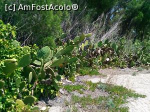 [P24] Pe plaja Kolios, cactusii rasar din nisip, precum pinii, pe plaja Troulos » foto by dorgo
 - 
<span class="allrVoted glyphicon glyphicon-heart hidden" id="av890690"></span>
<a class="m-l-10 hidden" id="sv890690" onclick="voting_Foto_DelVot(,890690,1166)" role="button">șterge vot <span class="glyphicon glyphicon-remove"></span></a>
<a id="v9890690" class=" c-red"  onclick="voting_Foto_SetVot(890690)" role="button"><span class="glyphicon glyphicon-heart-empty"></span> <b>LIKE</b> = Votează poza</a> <img class="hidden"  id="f890690W9" src="/imagini/loader.gif" border="0" /><span class="AjErrMes hidden" id="e890690ErM"></span>