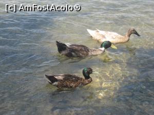 [P04] Avem vizitatori » foto by dorgo
 - 
<span class="allrVoted glyphicon glyphicon-heart hidden" id="av1156230"></span>
<a class="m-l-10 hidden" id="sv1156230" onclick="voting_Foto_DelVot(,1156230,1166)" role="button">șterge vot <span class="glyphicon glyphicon-remove"></span></a>
<a id="v91156230" class=" c-red"  onclick="voting_Foto_SetVot(1156230)" role="button"><span class="glyphicon glyphicon-heart-empty"></span> <b>LIKE</b> = Votează poza</a> <img class="hidden"  id="f1156230W9" src="/imagini/loader.gif" border="0" /><span class="AjErrMes hidden" id="e1156230ErM"></span>