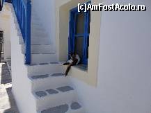 [P15] Pisica :) - Skopelos » foto by alexzander80
 - 
<span class="allrVoted glyphicon glyphicon-heart hidden" id="av456804"></span>
<a class="m-l-10 hidden" id="sv456804" onclick="voting_Foto_DelVot(,456804,1166)" role="button">șterge vot <span class="glyphicon glyphicon-remove"></span></a>
<a id="v9456804" class=" c-red"  onclick="voting_Foto_SetVot(456804)" role="button"><span class="glyphicon glyphicon-heart-empty"></span> <b>LIKE</b> = Votează poza</a> <img class="hidden"  id="f456804W9" src="/imagini/loader.gif" border="0" /><span class="AjErrMes hidden" id="e456804ErM"></span>