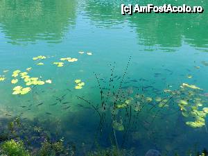 [P08] Un lac plin de pesti » foto by costelradescu
 - 
<span class="allrVoted glyphicon glyphicon-heart hidden" id="av410569"></span>
<a class="m-l-10 hidden" id="sv410569" onclick="voting_Foto_DelVot(,410569,1175)" role="button">șterge vot <span class="glyphicon glyphicon-remove"></span></a>
<a id="v9410569" class=" c-red"  onclick="voting_Foto_SetVot(410569)" role="button"><span class="glyphicon glyphicon-heart-empty"></span> <b>LIKE</b> = Votează poza</a> <img class="hidden"  id="f410569W9" src="/imagini/loader.gif" border="0" /><span class="AjErrMes hidden" id="e410569ErM"></span>