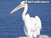 [P04] Unul dintre simbolurile Mykonos-ului » foto by vlado2
 - 
<span class="allrVoted glyphicon glyphicon-heart hidden" id="av292735"></span>
<a class="m-l-10 hidden" id="sv292735" onclick="voting_Foto_DelVot(,292735,1176)" role="button">șterge vot <span class="glyphicon glyphicon-remove"></span></a>
<a id="v9292735" class=" c-red"  onclick="voting_Foto_SetVot(292735)" role="button"><span class="glyphicon glyphicon-heart-empty"></span> <b>LIKE</b> = Votează poza</a> <img class="hidden"  id="f292735W9" src="/imagini/loader.gif" border="0" /><span class="AjErrMes hidden" id="e292735ErM"></span>