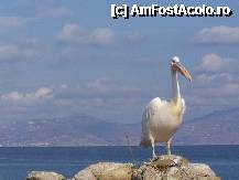 [P05] Unul dintre simbolurile insulei » foto by vlado2
 - 
<span class="allrVoted glyphicon glyphicon-heart hidden" id="av292736"></span>
<a class="m-l-10 hidden" id="sv292736" onclick="voting_Foto_DelVot(,292736,1176)" role="button">șterge vot <span class="glyphicon glyphicon-remove"></span></a>
<a id="v9292736" class=" c-red"  onclick="voting_Foto_SetVot(292736)" role="button"><span class="glyphicon glyphicon-heart-empty"></span> <b>LIKE</b> = Votează poza</a> <img class="hidden"  id="f292736W9" src="/imagini/loader.gif" border="0" /><span class="AjErrMes hidden" id="e292736ErM"></span>