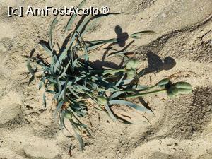 [P33] Paralia Kalo Livadi » foto by crismis
 - 
<span class="allrVoted glyphicon glyphicon-heart hidden" id="av1426342"></span>
<a class="m-l-10 hidden" id="sv1426342" onclick="voting_Foto_DelVot(,1426342,1176)" role="button">șterge vot <span class="glyphicon glyphicon-remove"></span></a>
<a id="v91426342" class=" c-red"  onclick="voting_Foto_SetVot(1426342)" role="button"><span class="glyphicon glyphicon-heart-empty"></span> <b>LIKE</b> = Votează poza</a> <img class="hidden"  id="f1426342W9" src="/imagini/loader.gif" border="0" /><span class="AjErrMes hidden" id="e1426342ErM"></span>