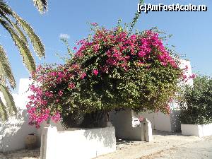 [P37] Flori de Mykonos!  » foto by zuftim
 - 
<span class="allrVoted glyphicon glyphicon-heart hidden" id="av552430"></span>
<a class="m-l-10 hidden" id="sv552430" onclick="voting_Foto_DelVot(,552430,1176)" role="button">șterge vot <span class="glyphicon glyphicon-remove"></span></a>
<a id="v9552430" class=" c-red"  onclick="voting_Foto_SetVot(552430)" role="button"><span class="glyphicon glyphicon-heart-empty"></span> <b>LIKE</b> = Votează poza</a> <img class="hidden"  id="f552430W9" src="/imagini/loader.gif" border="0" /><span class="AjErrMes hidden" id="e552430ErM"></span>