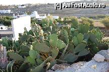 [P37] cactusssssss » foto by adrian76
 - 
<span class="allrVoted glyphicon glyphicon-heart hidden" id="av21376"></span>
<a class="m-l-10 hidden" id="sv21376" onclick="voting_Foto_DelVot(,21376,1176)" role="button">șterge vot <span class="glyphicon glyphicon-remove"></span></a>
<a id="v921376" class=" c-red"  onclick="voting_Foto_SetVot(21376)" role="button"><span class="glyphicon glyphicon-heart-empty"></span> <b>LIKE</b> = Votează poza</a> <img class="hidden"  id="f21376W9" src="/imagini/loader.gif" border="0" /><span class="AjErrMes hidden" id="e21376ErM"></span>