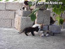 [P01] Am fost si eu la Santorini intre 5 -12 iunie. Fiindca vad ca se vorbeste despre fericirea pisicilor de acolo, vreau sa semnalez acest neferit grup de pisicute. » foto by camelia soc
 - 
<span class="allrVoted glyphicon glyphicon-heart hidden" id="av326644"></span>
<a class="m-l-10 hidden" id="sv326644" onclick="voting_Foto_DelVot(,326644,1177)" role="button">șterge vot <span class="glyphicon glyphicon-remove"></span></a>
<a id="v9326644" class=" c-red"  onclick="voting_Foto_SetVot(326644)" role="button"><span class="glyphicon glyphicon-heart-empty"></span> <b>LIKE</b> = Votează poza</a> <img class="hidden"  id="f326644W9" src="/imagini/loader.gif" border="0" /><span class="AjErrMes hidden" id="e326644ErM"></span>