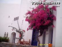 [P10] La tot pasul apar palcuri mai de flori. Santorinii 2008 » foto by miha70
 - 
<span class="allrVoted glyphicon glyphicon-heart hidden" id="av56165"></span>
<a class="m-l-10 hidden" id="sv56165" onclick="voting_Foto_DelVot(,56165,1177)" role="button">șterge vot <span class="glyphicon glyphicon-remove"></span></a>
<a id="v956165" class=" c-red"  onclick="voting_Foto_SetVot(56165)" role="button"><span class="glyphicon glyphicon-heart-empty"></span> <b>LIKE</b> = Votează poza</a> <img class="hidden"  id="f56165W9" src="/imagini/loader.gif" border="0" /><span class="AjErrMes hidden" id="e56165ErM"></span>