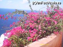 [P08] 'O mare de flori'  Oia 2008 » foto by miha70
 - 
<span class="allrVoted glyphicon glyphicon-heart hidden" id="av56163"></span>
<a class="m-l-10 hidden" id="sv56163" onclick="voting_Foto_DelVot(,56163,1177)" role="button">șterge vot <span class="glyphicon glyphicon-remove"></span></a>
<a id="v956163" class=" c-red"  onclick="voting_Foto_SetVot(56163)" role="button"><span class="glyphicon glyphicon-heart-empty"></span> <b>LIKE</b> = Votează poza</a> <img class="hidden"  id="f56163W9" src="/imagini/loader.gif" border="0" /><span class="AjErrMes hidden" id="e56163ErM"></span>