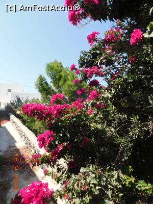 [P20] Altă bougainvillea de Pyrgos » foto by irinad
 - 
<span class="allrVoted glyphicon glyphicon-heart hidden" id="av1209631"></span>
<a class="m-l-10 hidden" id="sv1209631" onclick="voting_Foto_DelVot(,1209631,1177)" role="button">șterge vot <span class="glyphicon glyphicon-remove"></span></a>
<a id="v91209631" class=" c-red"  onclick="voting_Foto_SetVot(1209631)" role="button"><span class="glyphicon glyphicon-heart-empty"></span> <b>LIKE</b> = Votează poza</a> <img class="hidden"  id="f1209631W9" src="/imagini/loader.gif" border="0" /><span class="AjErrMes hidden" id="e1209631ErM"></span>