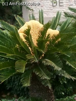 [P03] Cycas inflorit » foto by AMC
 - 
<span class="allrVoted glyphicon glyphicon-heart hidden" id="av1085308"></span>
<a class="m-l-10 hidden" id="sv1085308" onclick="voting_Foto_DelVot(,1085308,1187)" role="button">șterge vot <span class="glyphicon glyphicon-remove"></span></a>
<a id="v91085308" class=" c-red"  onclick="voting_Foto_SetVot(1085308)" role="button"><span class="glyphicon glyphicon-heart-empty"></span> <b>LIKE</b> = Votează poza</a> <img class="hidden"  id="f1085308W9" src="/imagini/loader.gif" border="0" /><span class="AjErrMes hidden" id="e1085308ErM"></span>