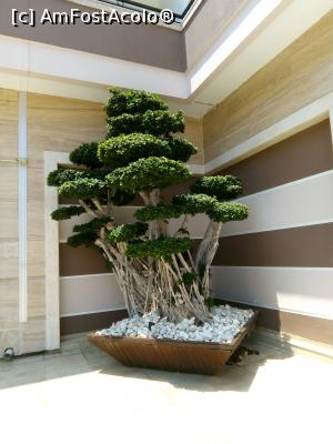 [P09] un mega bonsai frumos » foto by AMC
 - 
<span class="allrVoted glyphicon glyphicon-heart hidden" id="av1085314"></span>
<a class="m-l-10 hidden" id="sv1085314" onclick="voting_Foto_DelVot(,1085314,1187)" role="button">șterge vot <span class="glyphicon glyphicon-remove"></span></a>
<a id="v91085314" class=" c-red"  onclick="voting_Foto_SetVot(1085314)" role="button"><span class="glyphicon glyphicon-heart-empty"></span> <b>LIKE</b> = Votează poza</a> <img class="hidden"  id="f1085314W9" src="/imagini/loader.gif" border="0" /><span class="AjErrMes hidden" id="e1085314ErM"></span>