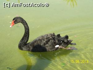 [P21] O lebada in parcul prin care treceam » foto by rora
 - 
<span class="allrVoted glyphicon glyphicon-heart hidden" id="av879118"></span>
<a class="m-l-10 hidden" id="sv879118" onclick="voting_Foto_DelVot(,879118,1187)" role="button">șterge vot <span class="glyphicon glyphicon-remove"></span></a>
<a id="v9879118" class=" c-red"  onclick="voting_Foto_SetVot(879118)" role="button"><span class="glyphicon glyphicon-heart-empty"></span> <b>LIKE</b> = Votează poza</a> <img class="hidden"  id="f879118W9" src="/imagini/loader.gif" border="0" /><span class="AjErrMes hidden" id="e879118ErM"></span>