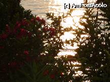 [P18] printre flori » foto by petrutadurca
 - 
<span class="allrVoted glyphicon glyphicon-heart hidden" id="av7288"></span>
<a class="m-l-10 hidden" id="sv7288" onclick="voting_Foto_DelVot(,7288,1198)" role="button">șterge vot <span class="glyphicon glyphicon-remove"></span></a>
<a id="v97288" class=" c-red"  onclick="voting_Foto_SetVot(7288)" role="button"><span class="glyphicon glyphicon-heart-empty"></span> <b>LIKE</b> = Votează poza</a> <img class="hidden"  id="f7288W9" src="/imagini/loader.gif" border="0" /><span class="AjErrMes hidden" id="e7288ErM"></span>