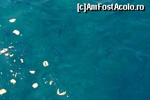 [P19] ora mesei pentru pestisori » foto by Cristina2k8
 - 
<span class="allrVoted glyphicon glyphicon-heart hidden" id="av427950"></span>
<a class="m-l-10 hidden" id="sv427950" onclick="voting_Foto_DelVot(,427950,1198)" role="button">șterge vot <span class="glyphicon glyphicon-remove"></span></a>
<a id="v9427950" class=" c-red"  onclick="voting_Foto_SetVot(427950)" role="button"><span class="glyphicon glyphicon-heart-empty"></span> <b>LIKE</b> = Votează poza</a> <img class="hidden"  id="f427950W9" src="/imagini/loader.gif" border="0" /><span class="AjErrMes hidden" id="e427950ErM"></span>