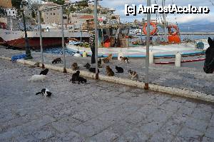 [P21] La Piața de pește.  » foto by Ioan Raita
 - 
<span class="allrVoted glyphicon glyphicon-heart hidden" id="av492029"></span>
<a class="m-l-10 hidden" id="sv492029" onclick="voting_Foto_DelVot(,492029,1227)" role="button">șterge vot <span class="glyphicon glyphicon-remove"></span></a>
<a id="v9492029" class=" c-red"  onclick="voting_Foto_SetVot(492029)" role="button"><span class="glyphicon glyphicon-heart-empty"></span> <b>LIKE</b> = Votează poza</a> <img class="hidden"  id="f492029W9" src="/imagini/loader.gif" border="0" /><span class="AjErrMes hidden" id="e492029ErM"></span>
