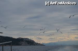 [P23] Pescăruși pe urma de siaj a vaporului » foto by Ioan Raita
 - 
<span class="allrVoted glyphicon glyphicon-heart hidden" id="av492031"></span>
<a class="m-l-10 hidden" id="sv492031" onclick="voting_Foto_DelVot(,492031,1227)" role="button">șterge vot <span class="glyphicon glyphicon-remove"></span></a>
<a id="v9492031" class=" c-red"  onclick="voting_Foto_SetVot(492031)" role="button"><span class="glyphicon glyphicon-heart-empty"></span> <b>LIKE</b> = Votează poza</a> <img class="hidden"  id="f492031W9" src="/imagini/loader.gif" border="0" /><span class="AjErrMes hidden" id="e492031ErM"></span>