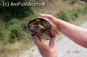 [P31] O testoasa zagoriana salvata de pe carosabil » foto by nickro
 - 
<span class="allrVoted glyphicon glyphicon-heart hidden" id="av915253"></span>
<a class="m-l-10 hidden" id="sv915253" onclick="voting_Foto_DelVot(,915253,1227)" role="button">șterge vot <span class="glyphicon glyphicon-remove"></span></a>
<a id="v9915253" class=" c-red"  onclick="voting_Foto_SetVot(915253)" role="button"><span class="glyphicon glyphicon-heart-empty"></span> <b>LIKE</b> = Votează poza</a> <img class="hidden"  id="f915253W9" src="/imagini/loader.gif" border="0" /><span class="AjErrMes hidden" id="e915253ErM"></span>