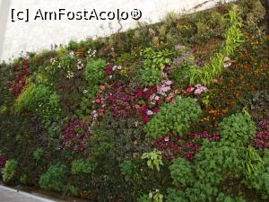 [P13] Un perete de flori undeva în Kassandra » foto by irinad
 - 
<span class="allrVoted glyphicon glyphicon-heart hidden" id="av740395"></span>
<a class="m-l-10 hidden" id="sv740395" onclick="voting_Foto_DelVot(,740395,1227)" role="button">șterge vot <span class="glyphicon glyphicon-remove"></span></a>
<a id="v9740395" class=" c-red"  onclick="voting_Foto_SetVot(740395)" role="button"><span class="glyphicon glyphicon-heart-empty"></span> <b>LIKE</b> = Votează poza</a> <img class="hidden"  id="f740395W9" src="/imagini/loader.gif" border="0" /><span class="AjErrMes hidden" id="e740395ErM"></span>