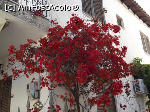 [P03] Bougainvillea de Pefkochori » foto by irinad
 - 
<span class="allrVoted glyphicon glyphicon-heart hidden" id="av740385"></span>
<a class="m-l-10 hidden" id="sv740385" onclick="voting_Foto_DelVot(,740385,1227)" role="button">șterge vot <span class="glyphicon glyphicon-remove"></span></a>
<a id="v9740385" class=" c-red"  onclick="voting_Foto_SetVot(740385)" role="button"><span class="glyphicon glyphicon-heart-empty"></span> <b>LIKE</b> = Votează poza</a> <img class="hidden"  id="f740385W9" src="/imagini/loader.gif" border="0" /><span class="AjErrMes hidden" id="e740385ErM"></span>