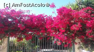 [P38] Superba bougainvillea de Creta » foto by irinad
 - 
<span class="allrVoted glyphicon glyphicon-heart hidden" id="av740477"></span>
<a class="m-l-10 hidden" id="sv740477" onclick="voting_Foto_DelVot(,740477,1227)" role="button">șterge vot <span class="glyphicon glyphicon-remove"></span></a>
<a id="v9740477" class=" c-red"  onclick="voting_Foto_SetVot(740477)" role="button"><span class="glyphicon glyphicon-heart-empty"></span> <b>LIKE</b> = Votează poza</a> <img class="hidden"  id="f740477W9" src="/imagini/loader.gif" border="0" /><span class="AjErrMes hidden" id="e740477ErM"></span>