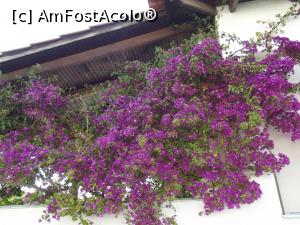 [P09] Bougainvillea de Kassandra » foto by irinad
 - 
<span class="allrVoted glyphicon glyphicon-heart hidden" id="av740391"></span>
<a class="m-l-10 hidden" id="sv740391" onclick="voting_Foto_DelVot(,740391,1227)" role="button">șterge vot <span class="glyphicon glyphicon-remove"></span></a>
<a id="v9740391" class=" c-red"  onclick="voting_Foto_SetVot(740391)" role="button"><span class="glyphicon glyphicon-heart-empty"></span> <b>LIKE</b> = Votează poza</a> <img class="hidden"  id="f740391W9" src="/imagini/loader.gif" border="0" /><span class="AjErrMes hidden" id="e740391ErM"></span>