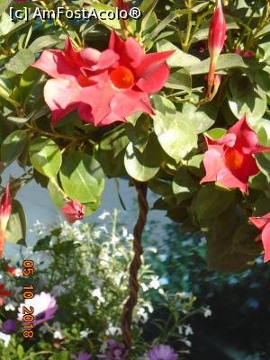 [P20] Flori » foto by Mitica49
 - 
<span class="allrVoted glyphicon glyphicon-heart hidden" id="av1023681"></span>
<a class="m-l-10 hidden" id="sv1023681" onclick="voting_Foto_DelVot(,1023681,1236)" role="button">șterge vot <span class="glyphicon glyphicon-remove"></span></a>
<a id="v91023681" class=" c-red"  onclick="voting_Foto_SetVot(1023681)" role="button"><span class="glyphicon glyphicon-heart-empty"></span> <b>LIKE</b> = Votează poza</a> <img class="hidden"  id="f1023681W9" src="/imagini/loader.gif" border="0" /><span class="AjErrMes hidden" id="e1023681ErM"></span>
