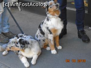 [P26] Doi frumoși ciobănești australieni » foto by Mitica49
 - 
<span class="allrVoted glyphicon glyphicon-heart hidden" id="av1023688"></span>
<a class="m-l-10 hidden" id="sv1023688" onclick="voting_Foto_DelVot(,1023688,1236)" role="button">șterge vot <span class="glyphicon glyphicon-remove"></span></a>
<a id="v91023688" class=" c-red"  onclick="voting_Foto_SetVot(1023688)" role="button"><span class="glyphicon glyphicon-heart-empty"></span> <b>LIKE</b> = Votează poza</a> <img class="hidden"  id="f1023688W9" src="/imagini/loader.gif" border="0" /><span class="AjErrMes hidden" id="e1023688ErM"></span>