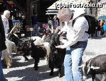 [P02] Cu caprele prin Zermatt. Elvetienii fac orice,(plimba chiar si caprele prin statiune)pentru a arata ceva din specificul local. » foto by vioricapetrescu*
 - 
<span class="allrVoted glyphicon glyphicon-heart hidden" id="av154014"></span>
<a class="m-l-10 hidden" id="sv154014" onclick="voting_Foto_DelVot(,154014,1236)" role="button">șterge vot <span class="glyphicon glyphicon-remove"></span></a>
<a id="v9154014" class=" c-red"  onclick="voting_Foto_SetVot(154014)" role="button"><span class="glyphicon glyphicon-heart-empty"></span> <b>LIKE</b> = Votează poza</a> <img class="hidden"  id="f154014W9" src="/imagini/loader.gif" border="0" /><span class="AjErrMes hidden" id="e154014ErM"></span>