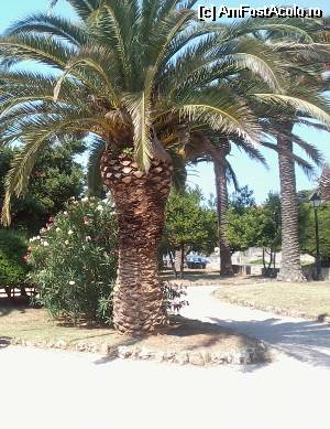 [P31] Palmier din Jelsa (Insula Hvar)  » foto by Gioia
 - 
<span class="allrVoted glyphicon glyphicon-heart hidden" id="av544409"></span>
<a class="m-l-10 hidden" id="sv544409" onclick="voting_Foto_DelVot(,544409,1238)" role="button">șterge vot <span class="glyphicon glyphicon-remove"></span></a>
<a id="v9544409" class=" c-red"  onclick="voting_Foto_SetVot(544409)" role="button"><span class="glyphicon glyphicon-heart-empty"></span> <b>LIKE</b> = Votează poza</a> <img class="hidden"  id="f544409W9" src="/imagini/loader.gif" border="0" /><span class="AjErrMes hidden" id="e544409ErM"></span>