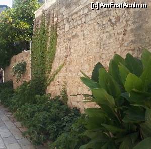 [P33] 'Oaza' de verdeață într-o curte din Jelsa » foto by Gioia
 - 
<span class="allrVoted glyphicon glyphicon-heart hidden" id="av544413"></span>
<a class="m-l-10 hidden" id="sv544413" onclick="voting_Foto_DelVot(,544413,1238)" role="button">șterge vot <span class="glyphicon glyphicon-remove"></span></a>
<a id="v9544413" class=" c-red"  onclick="voting_Foto_SetVot(544413)" role="button"><span class="glyphicon glyphicon-heart-empty"></span> <b>LIKE</b> = Votează poza</a> <img class="hidden"  id="f544413W9" src="/imagini/loader.gif" border="0" /><span class="AjErrMes hidden" id="e544413ErM"></span>