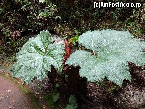 [P09] aceasta planta se numeste palaria barbatului sarac, fiind folosita de triburile de indieni atunci cand ploua » foto by grecudoina
 - 
<span class="allrVoted glyphicon glyphicon-heart hidden" id="av581874"></span>
<a class="m-l-10 hidden" id="sv581874" onclick="voting_Foto_DelVot(,581874,1272)" role="button">șterge vot <span class="glyphicon glyphicon-remove"></span></a>
<a id="v9581874" class=" c-red"  onclick="voting_Foto_SetVot(581874)" role="button"><span class="glyphicon glyphicon-heart-empty"></span> <b>LIKE</b> = Votează poza</a> <img class="hidden"  id="f581874W9" src="/imagini/loader.gif" border="0" /><span class="AjErrMes hidden" id="e581874ErM"></span>