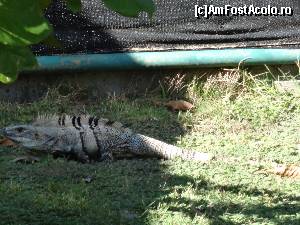 [P15] iguana in parcul marin, o sa va arat mai incolo, multe iguane care se plimbau printre turistii cazati la resortul din Jaco » foto by grecudoina
 - 
<span class="allrVoted glyphicon glyphicon-heart hidden" id="av600960"></span>
<a class="m-l-10 hidden" id="sv600960" onclick="voting_Foto_DelVot(,600960,1272)" role="button">șterge vot <span class="glyphicon glyphicon-remove"></span></a>
<a id="v9600960" class=" c-red"  onclick="voting_Foto_SetVot(600960)" role="button"><span class="glyphicon glyphicon-heart-empty"></span> <b>LIKE</b> = Votează poza</a> <img class="hidden"  id="f600960W9" src="/imagini/loader.gif" border="0" /><span class="AjErrMes hidden" id="e600960ErM"></span>