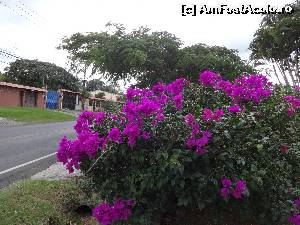 [P07] tufe cu flori la marginea carosabilului » foto by grecudoina
 - 
<span class="allrVoted glyphicon glyphicon-heart hidden" id="av601358"></span>
<a class="m-l-10 hidden" id="sv601358" onclick="voting_Foto_DelVot(,601358,1272)" role="button">șterge vot <span class="glyphicon glyphicon-remove"></span></a>
<a id="v9601358" class=" c-red"  onclick="voting_Foto_SetVot(601358)" role="button"><span class="glyphicon glyphicon-heart-empty"></span> <b>LIKE</b> = Votează poza</a> <img class="hidden"  id="f601358W9" src="/imagini/loader.gif" border="0" /><span class="AjErrMes hidden" id="e601358ErM"></span>
