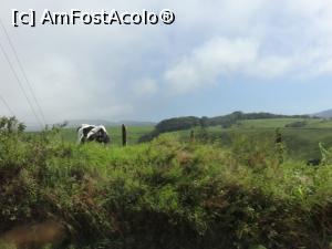 [P12] frumoasele dealuri acoperite cu plantatii de cafea. O vaca de lapte pastea dincolo de gardul care-i limita iesirea in sosea » foto by grecudoina
 - 
<span class="allrVoted glyphicon glyphicon-heart hidden" id="av787311"></span>
<a class="m-l-10 hidden" id="sv787311" onclick="voting_Foto_DelVot(,787311,1272)" role="button">șterge vot <span class="glyphicon glyphicon-remove"></span></a>
<a id="v9787311" class=" c-red"  onclick="voting_Foto_SetVot(787311)" role="button"><span class="glyphicon glyphicon-heart-empty"></span> <b>LIKE</b> = Votează poza</a> <img class="hidden"  id="f787311W9" src="/imagini/loader.gif" border="0" /><span class="AjErrMes hidden" id="e787311ErM"></span>