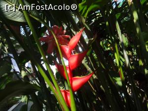 [P02] Heliconia, floarea simbol al CR, traieste in toate padurile virgine. Poza e facuta in curtea h. Old House » foto by grecudoina
 - 
<span class="allrVoted glyphicon glyphicon-heart hidden" id="av787295"></span>
<a class="m-l-10 hidden" id="sv787295" onclick="voting_Foto_DelVot(,787295,1272)" role="button">șterge vot <span class="glyphicon glyphicon-remove"></span></a>
<a id="v9787295" class=" c-red"  onclick="voting_Foto_SetVot(787295)" role="button"><span class="glyphicon glyphicon-heart-empty"></span> <b>LIKE</b> = Votează poza</a> <img class="hidden"  id="f787295W9" src="/imagini/loader.gif" border="0" /><span class="AjErrMes hidden" id="e787295ErM"></span>