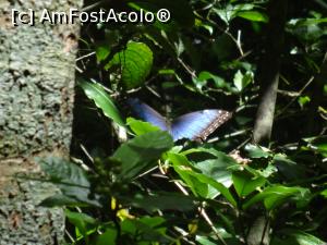 [P09] fluturele albastru, un alt simbol al CR » foto by grecudoina
 - 
<span class="allrVoted glyphicon glyphicon-heart hidden" id="av787308"></span>
<a class="m-l-10 hidden" id="sv787308" onclick="voting_Foto_DelVot(,787308,1272)" role="button">șterge vot <span class="glyphicon glyphicon-remove"></span></a>
<a id="v9787308" class=" c-red"  onclick="voting_Foto_SetVot(787308)" role="button"><span class="glyphicon glyphicon-heart-empty"></span> <b>LIKE</b> = Votează poza</a> <img class="hidden"  id="f787308W9" src="/imagini/loader.gif" border="0" /><span class="AjErrMes hidden" id="e787308ErM"></span>