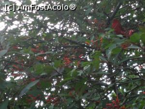[P01] la intrarea in resortul Brisas del Arenal, pomii incarcati de flori si o multime de pasari » foto by grecudoina
 - 
<span class="allrVoted glyphicon glyphicon-heart hidden" id="av803061"></span>
<a class="m-l-10 hidden" id="sv803061" onclick="voting_Foto_DelVot(,803061,1272)" role="button">șterge vot <span class="glyphicon glyphicon-remove"></span></a>
<a id="v9803061" class=" c-red"  onclick="voting_Foto_SetVot(803061)" role="button"><span class="glyphicon glyphicon-heart-empty"></span> <b>LIKE</b> = Votează poza</a> <img class="hidden"  id="f803061W9" src="/imagini/loader.gif" border="0" /><span class="AjErrMes hidden" id="e803061ErM"></span>
