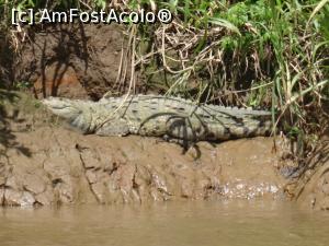 [P16] crocodil la malul raului, facandu-si siesta de dupa-masa » foto by grecudoina
 - 
<span class="allrVoted glyphicon glyphicon-heart hidden" id="av803259"></span>
<a class="m-l-10 hidden" id="sv803259" onclick="voting_Foto_DelVot(,803259,1272)" role="button">șterge vot <span class="glyphicon glyphicon-remove"></span></a>
<a id="v9803259" class=" c-red"  onclick="voting_Foto_SetVot(803259)" role="button"><span class="glyphicon glyphicon-heart-empty"></span> <b>LIKE</b> = Votează poza</a> <img class="hidden"  id="f803259W9" src="/imagini/loader.gif" border="0" /><span class="AjErrMes hidden" id="e803259ErM"></span>