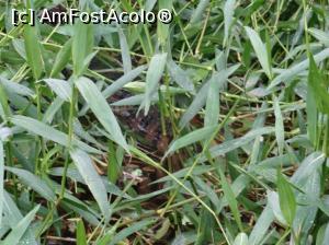 [P10] un pui de caiman, inca dormind ascuns sub stuf » foto by grecudoina
 - 
<span class="allrVoted glyphicon glyphicon-heart hidden" id="av803566"></span>
<a class="m-l-10 hidden" id="sv803566" onclick="voting_Foto_DelVot(,803566,1272)" role="button">șterge vot <span class="glyphicon glyphicon-remove"></span></a>
<a id="v9803566" class=" c-red"  onclick="voting_Foto_SetVot(803566)" role="button"><span class="glyphicon glyphicon-heart-empty"></span> <b>LIKE</b> = Votează poza</a> <img class="hidden"  id="f803566W9" src="/imagini/loader.gif" border="0" /><span class="AjErrMes hidden" id="e803566ErM"></span>