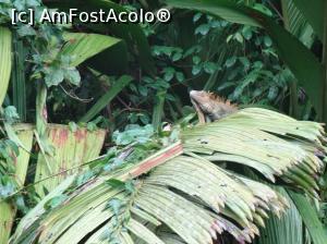[P15] o iguana bucuroasa ca a rasarit soarele » foto by grecudoina
 - 
<span class="allrVoted glyphicon glyphicon-heart hidden" id="av803575"></span>
<a class="m-l-10 hidden" id="sv803575" onclick="voting_Foto_DelVot(,803575,1272)" role="button">șterge vot <span class="glyphicon glyphicon-remove"></span></a>
<a id="v9803575" class=" c-red"  onclick="voting_Foto_SetVot(803575)" role="button"><span class="glyphicon glyphicon-heart-empty"></span> <b>LIKE</b> = Votează poza</a> <img class="hidden"  id="f803575W9" src="/imagini/loader.gif" border="0" /><span class="AjErrMes hidden" id="e803575ErM"></span>
