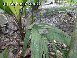 [P25] un pui de sarpe dormind pe frunze » foto by grecudoina
 - 
<span class="allrVoted glyphicon glyphicon-heart hidden" id="av803631"></span>
<a class="m-l-10 hidden" id="sv803631" onclick="voting_Foto_DelVot(,803631,1272)" role="button">șterge vot <span class="glyphicon glyphicon-remove"></span></a>
<a id="v9803631" class=" c-red"  onclick="voting_Foto_SetVot(803631)" role="button"><span class="glyphicon glyphicon-heart-empty"></span> <b>LIKE</b> = Votează poza</a> <img class="hidden"  id="f803631W9" src="/imagini/loader.gif" border="0" /><span class="AjErrMes hidden" id="e803631ErM"></span>