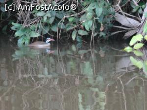 [P07] o ratusca in cautare de hrana la prima ora a diminetii » foto by grecudoina
 - 
<span class="allrVoted glyphicon glyphicon-heart hidden" id="av803563"></span>
<a class="m-l-10 hidden" id="sv803563" onclick="voting_Foto_DelVot(,803563,1272)" role="button">șterge vot <span class="glyphicon glyphicon-remove"></span></a>
<a id="v9803563" class=" c-red"  onclick="voting_Foto_SetVot(803563)" role="button"><span class="glyphicon glyphicon-heart-empty"></span> <b>LIKE</b> = Votează poza</a> <img class="hidden"  id="f803563W9" src="/imagini/loader.gif" border="0" /><span class="AjErrMes hidden" id="e803563ErM"></span>