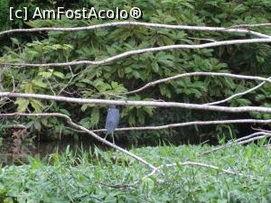 [P08] un Heron ascuns dupa crengi » foto by grecudoina
 - 
<span class="allrVoted glyphicon glyphicon-heart hidden" id="av803564"></span>
<a class="m-l-10 hidden" id="sv803564" onclick="voting_Foto_DelVot(,803564,1272)" role="button">șterge vot <span class="glyphicon glyphicon-remove"></span></a>
<a id="v9803564" class=" c-red"  onclick="voting_Foto_SetVot(803564)" role="button"><span class="glyphicon glyphicon-heart-empty"></span> <b>LIKE</b> = Votează poza</a> <img class="hidden"  id="f803564W9" src="/imagini/loader.gif" border="0" /><span class="AjErrMes hidden" id="e803564ErM"></span>